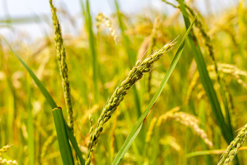 Arroz en el campo de plantación en Valencia