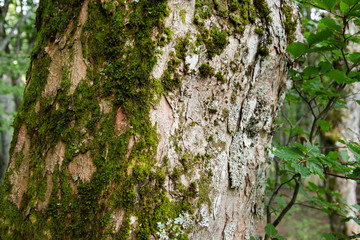 Tree trunk with moss, close-up