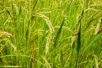 Arrozal de Arroz natural en Valencia
