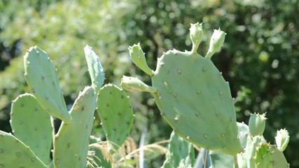 Cacti in a public park on the south coast of the Adriatic Sea on a sunny summer day. B-roll in 4K