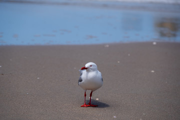 Seagull on the beach in New Zealand