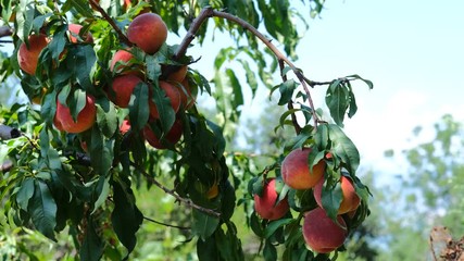 Ripe peaches on branches in a farm garden on a sunny summer day. A light breeze sways the leaves. B-roll in 4K 