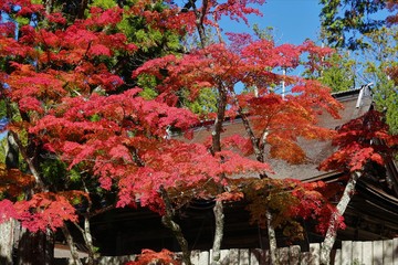 高野山の紅葉