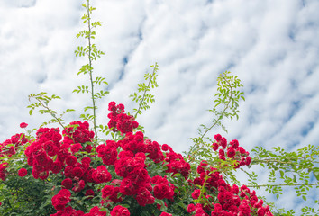 Climbing plants in the garden - red roses