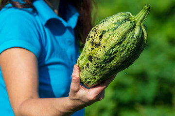 Big zucchini in the hands of the garden