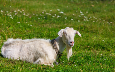 Fototapeta premium Portrait of a goat in the grass