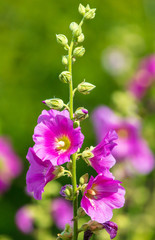 Fototapeta premium Pink flowers grow in the garden
