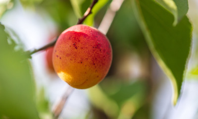 Ripe apricots on tree branches in nature