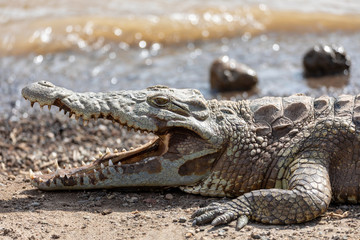 big nile crocodile Crocodylus niloticus, largest fresh water crocodile in Africa resting on sand in Awash Falls, Ethiopia, Africa wildlife