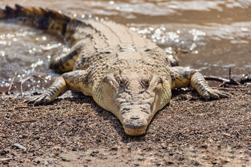 big nile crocodile Crocodylus niloticus, largest fresh water crocodile in Africa resting on sand in...