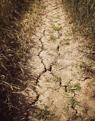 Trockenheit auf den Feldern