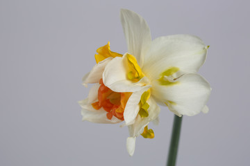 Exotic narcissus flower isolated on gray background.