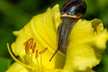 Ślimak w żółtym kwiatku © SebbPL