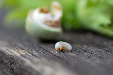 Robak wyszedł z orzecha © SebbPL