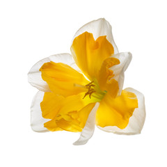 Daffodil flower with bright yellow center isolated on a white background.