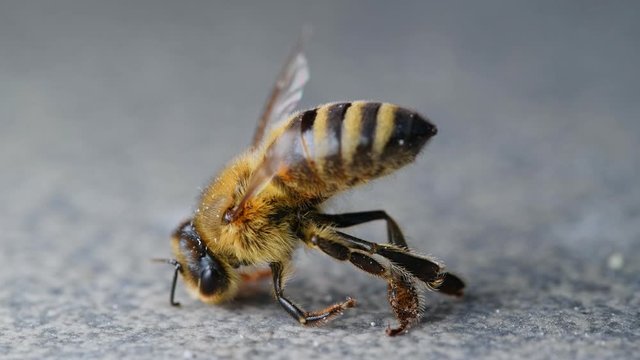 Dead honey bee on a plain background, fatal usage of agricultural pesticides and insecticides