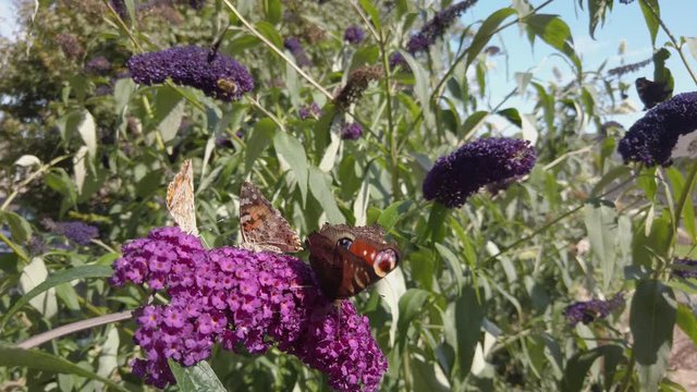 Peacock and painted lady butterflies feeding on buddleia flowers in a garden setting.