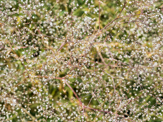 limonium latifolium - Lavance de mer ou statice à feuilles larges. Grappe de minuscules fleurs...