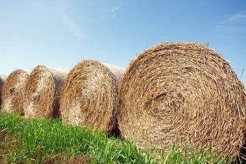 the field after summer harvest