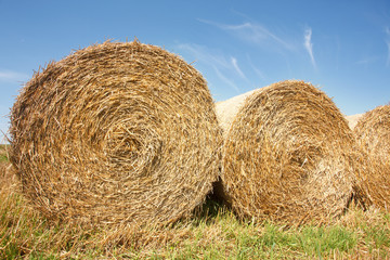 the field after summer harvest