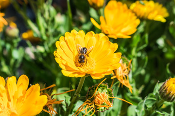 bumblebee taking yellow orange flower nectar in sunny day