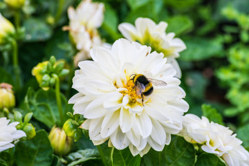 Obraz premium bumblebee taking white flower nectar in sunny day