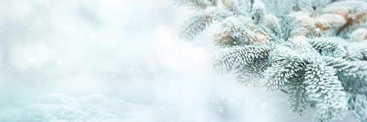 Winter scene background with fir branches