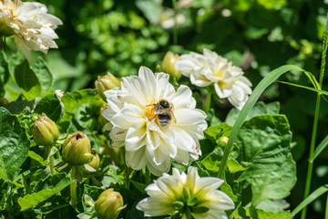 bumblebee taking white flower nectar in sunny day