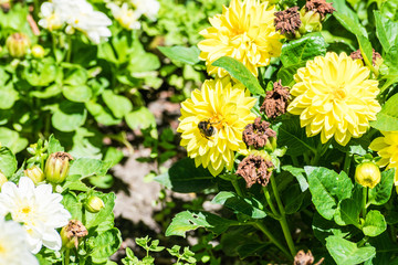bumblebee taking yellow orange flower nectar in sunny day