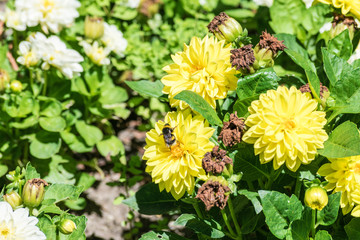 bumblebee taking yellow orange flower nectar in sunny day