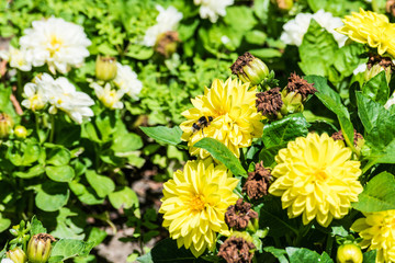 bumblebee taking yellow orange flower nectar in sunny day