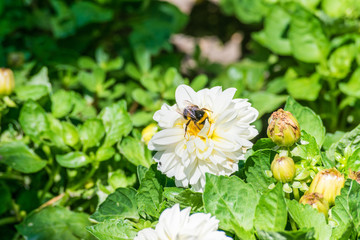 bumblebee taking white flower nectar in sunny day