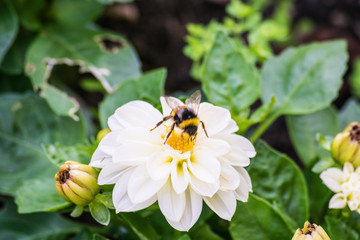 bumblebee taking white flower nectar in sunny day