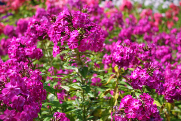 Pink flowers in the garden