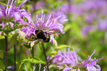 Bumblebee on flowers