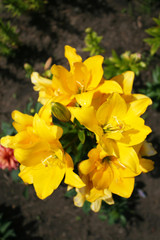 Yellow lilies in the garden