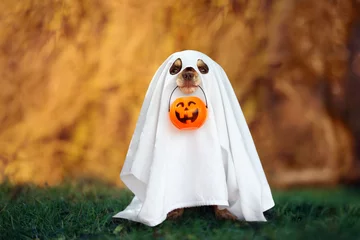 Fototapeten dog in a ghost costume holding a pumpkin outdoors in autumn © otsphoto