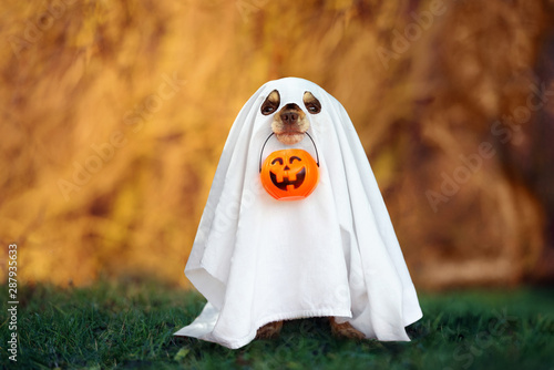 dog in a ghost costume holding a pumpkin outdoors in autumn