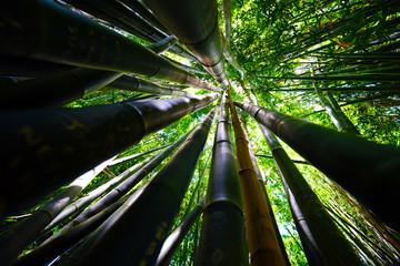 Bamboo Forest NSW Australia