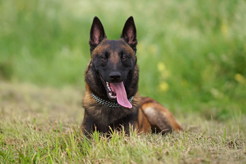 Happy young Belgian Shepherd dog Malinois with a chain collar lying down on a green grass in summer