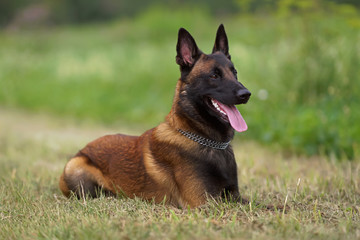 Happy young Belgian Shepherd dog Malinois with a chain collar lying down on a green grass in summer