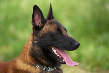 The portrait of a happy young Belgian Shepherd dog Malinois with a chain collar posing near a green grass in summer