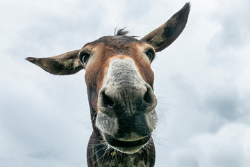 Donkey head close-up taken by downside - 287935894