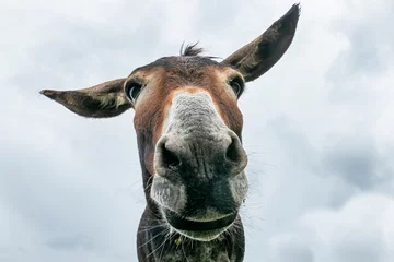 Fotobehang Donkey head close-up taken by downside © Nikokvfrmoto