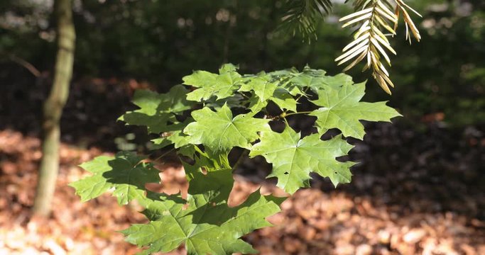 Sunshine on Broad Plant Leaves