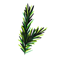 Fluffy green branch of pine or spruce.