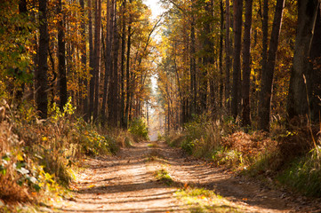 autumn in the forest