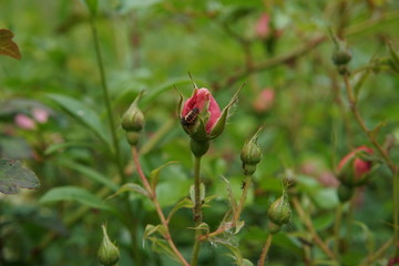 Pink rose bud
