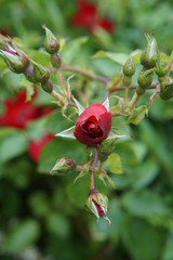 Red rose bud