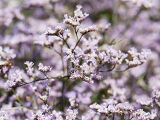 limonium latifolium - Tige florale érigée de statice à feuilles larges ou lavande de mer de couleur bleu clair au feuillage spatulé